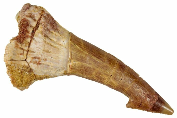 Fossil Sawfish (Onchopristis) Rostral Barb - Morocco #351716